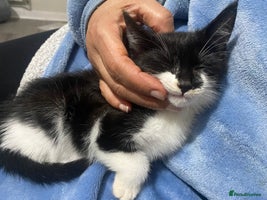 British Shorthair cats - Advert 7