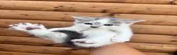 Mixed Breed cats for sale: 5 beautiful kittens  in Royston - Advert 3