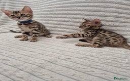 Bengal cats for sale:  🐾Four Beautiful Bengal Kittens🐾 - Image 16