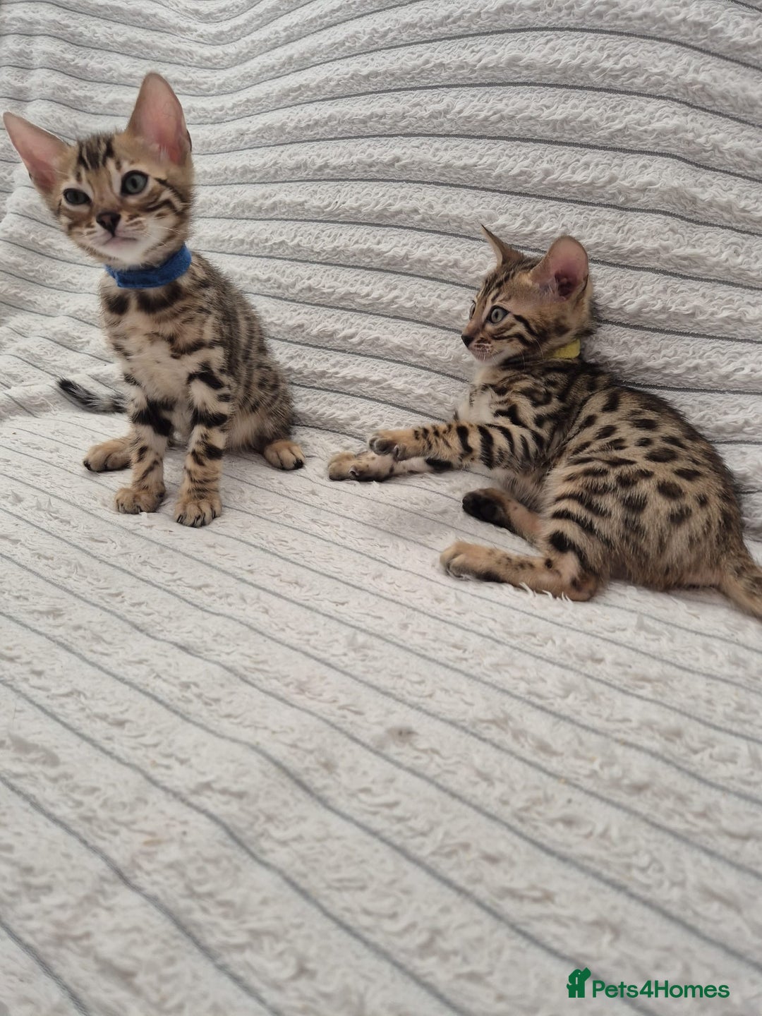 Bengal cats for sale:  🐾Four Beautiful Bengal Kittens🐾 - Image 16