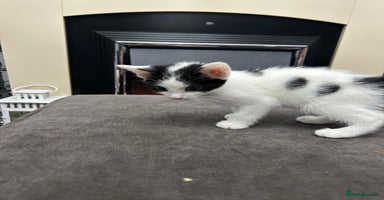 British Shorthair cats - Advert 4