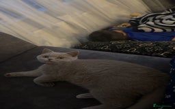British Shorthair cats for sale: Female British Shorthair  - Image 3