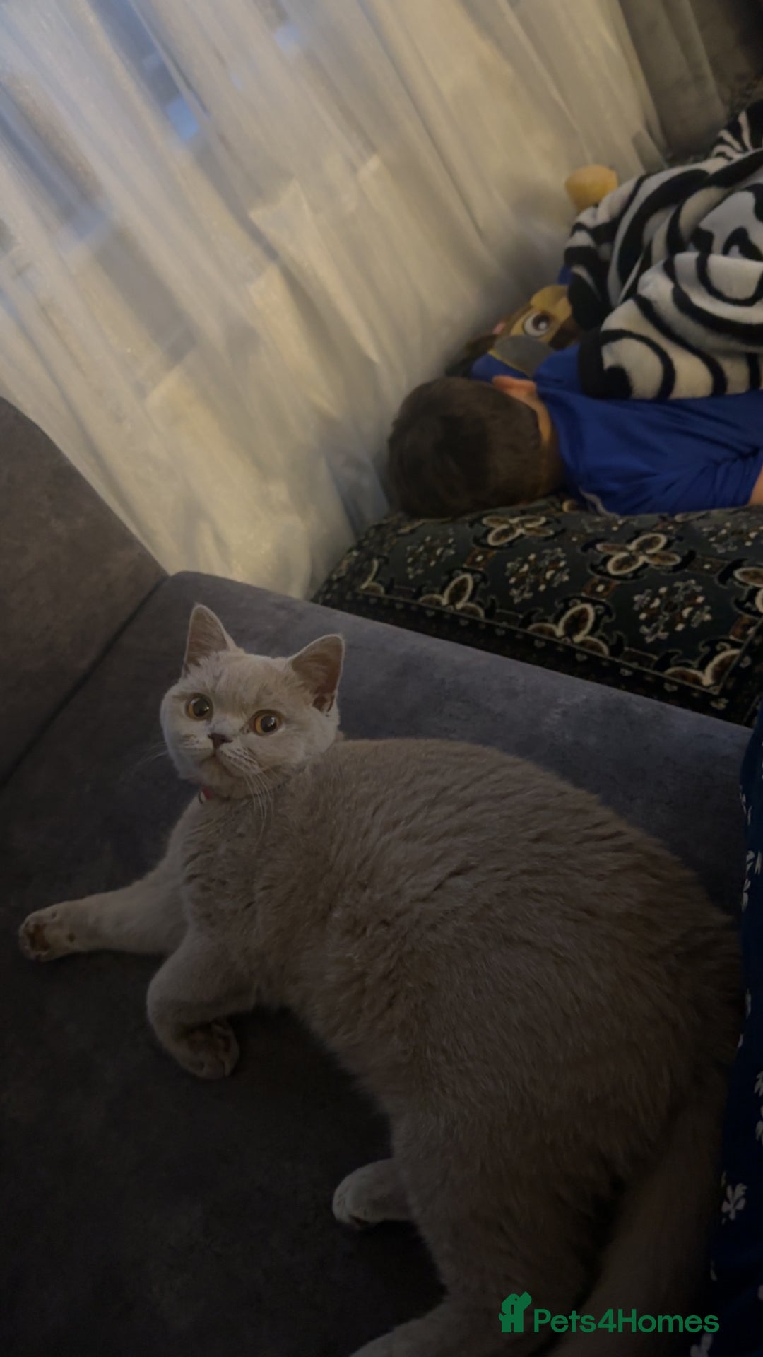 British Shorthair cats for sale: Female British Shorthair  - Image 3