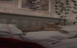 British Shorthair cats for sale: Male British shorthair kitten  - Image 5