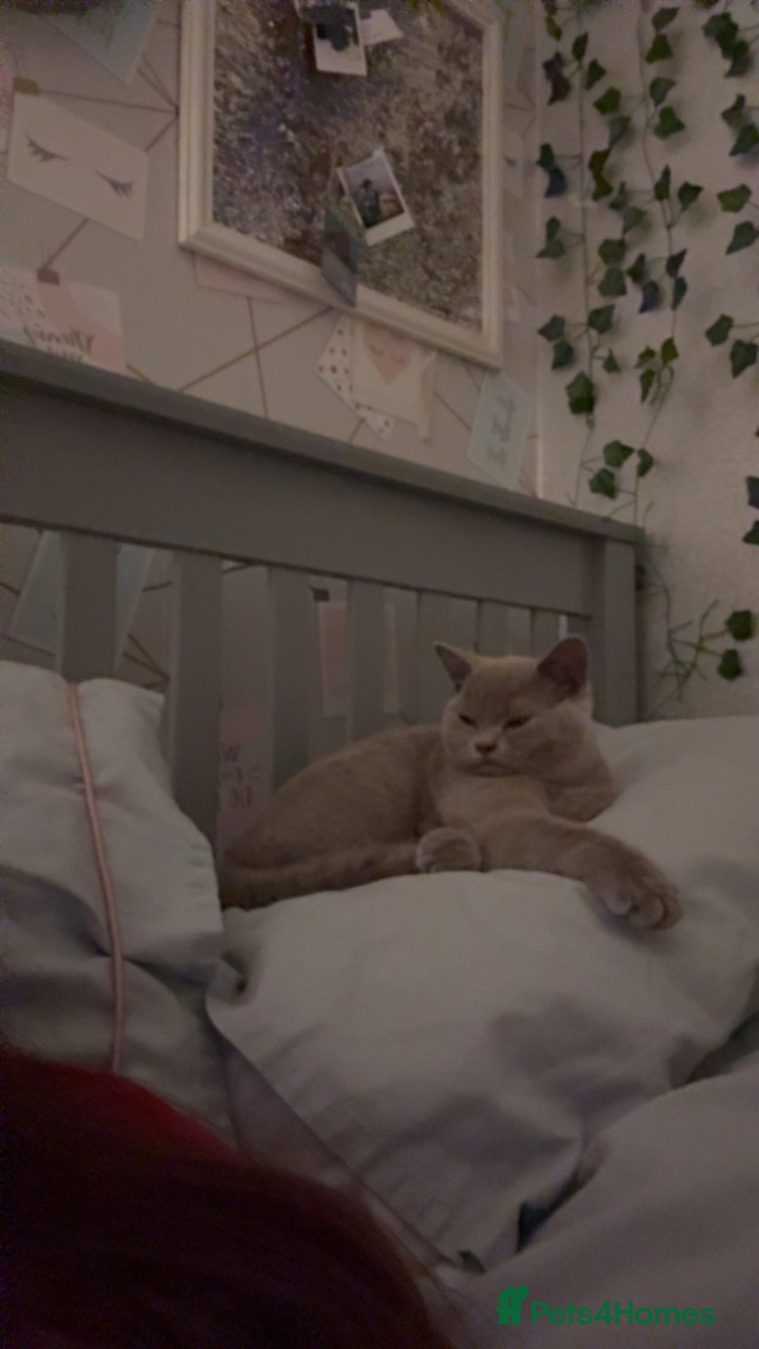 British Shorthair cats for sale: Male British shorthair kitten  - Image 5