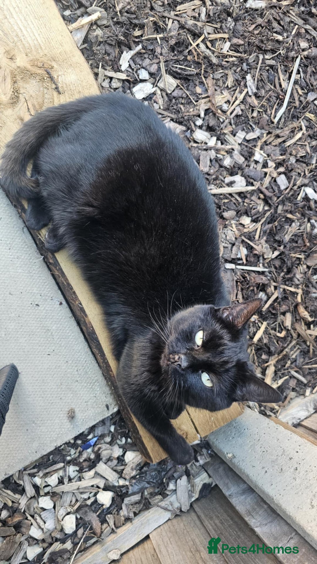 Domestic Shorthair cats for sale: Approx 5 year old Male black cat needs rehoming - Advert 2