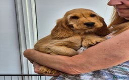 Cocker Spaniel dogs for sale: Kc Golden Show Cocker puppy Boy Health tested - Image 13