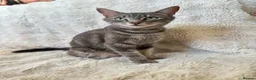 Mixed Breed cats for sale: 4 females looking for their forever homes  - Advert 1
