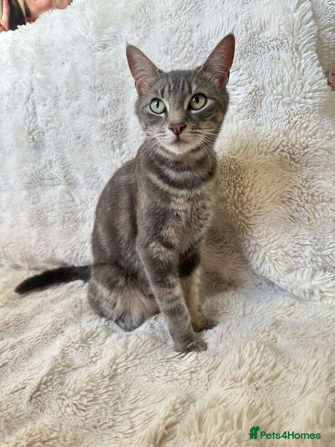 Mixed Breed cats for sale: 4 females looking for their forever homes  - Advert 1