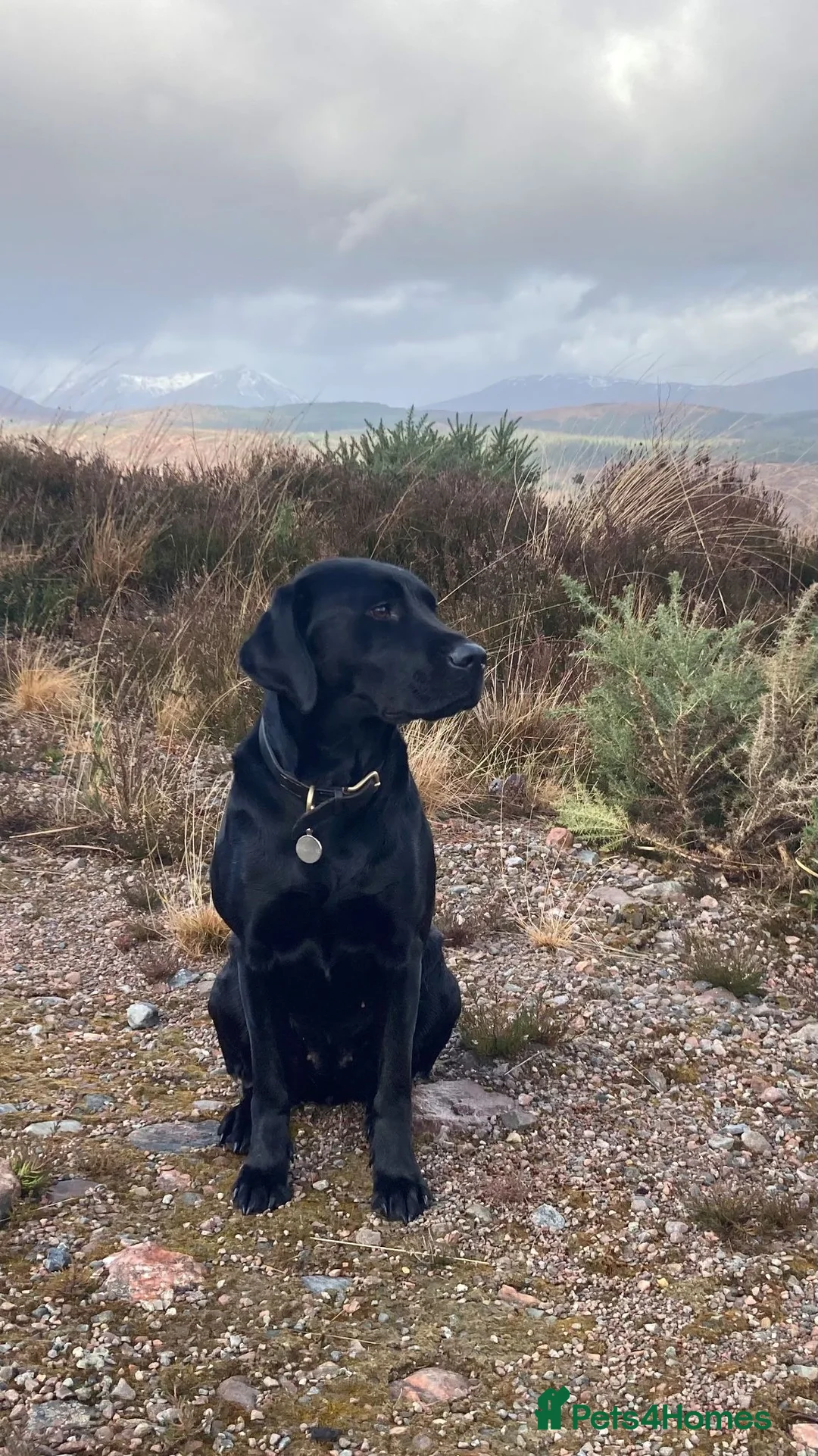 Labrador Retriever dogs for sale: KC Registered Labrador Puppies - Advert 2