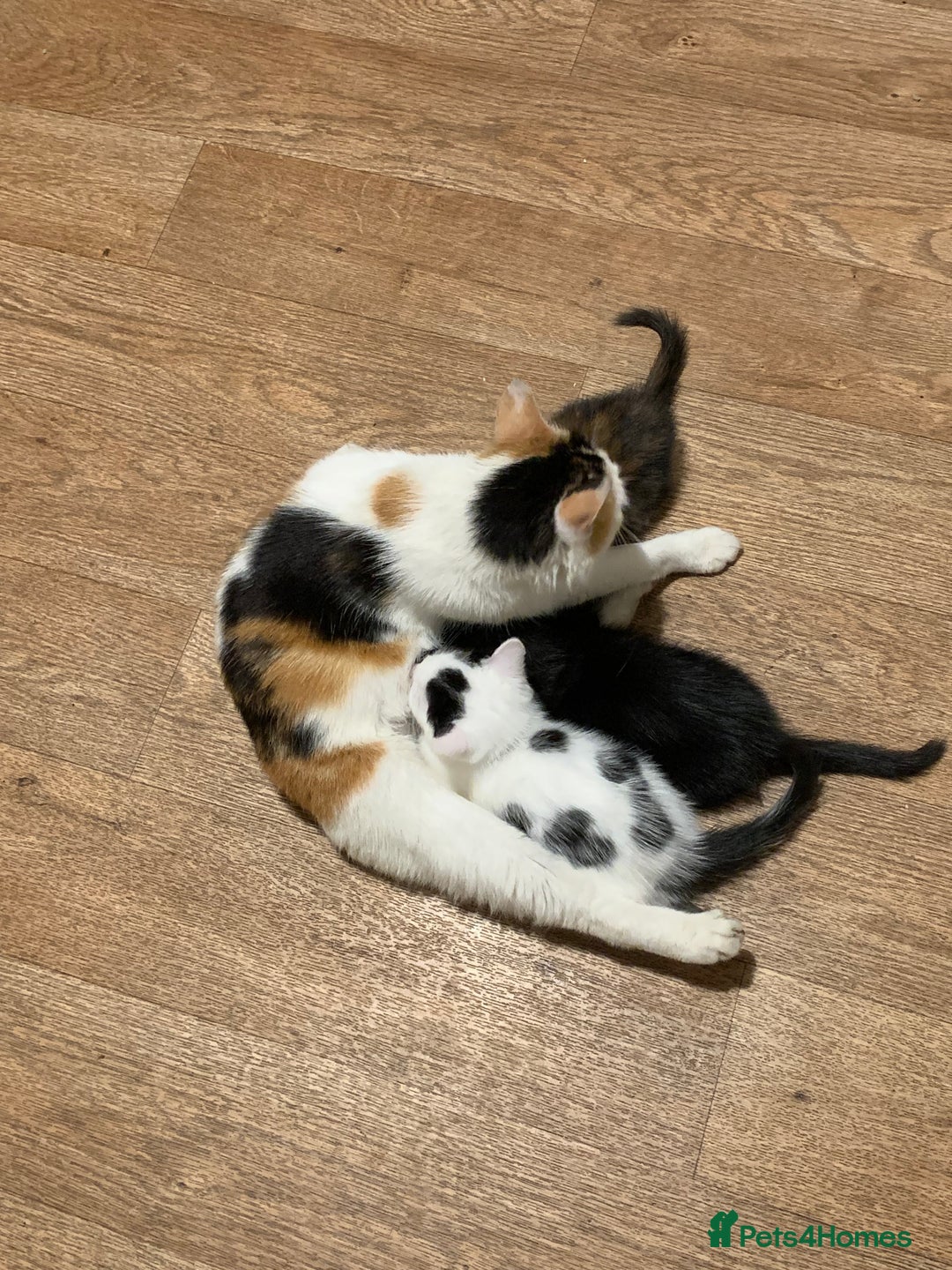 Mixed Breed cats for sale: Loving kitten so ready for forever home  - Image 3