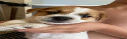 Mixed Breed dogs for sale: READY NOW….. Jack Russell beautiful litter of boys - Advert 9
