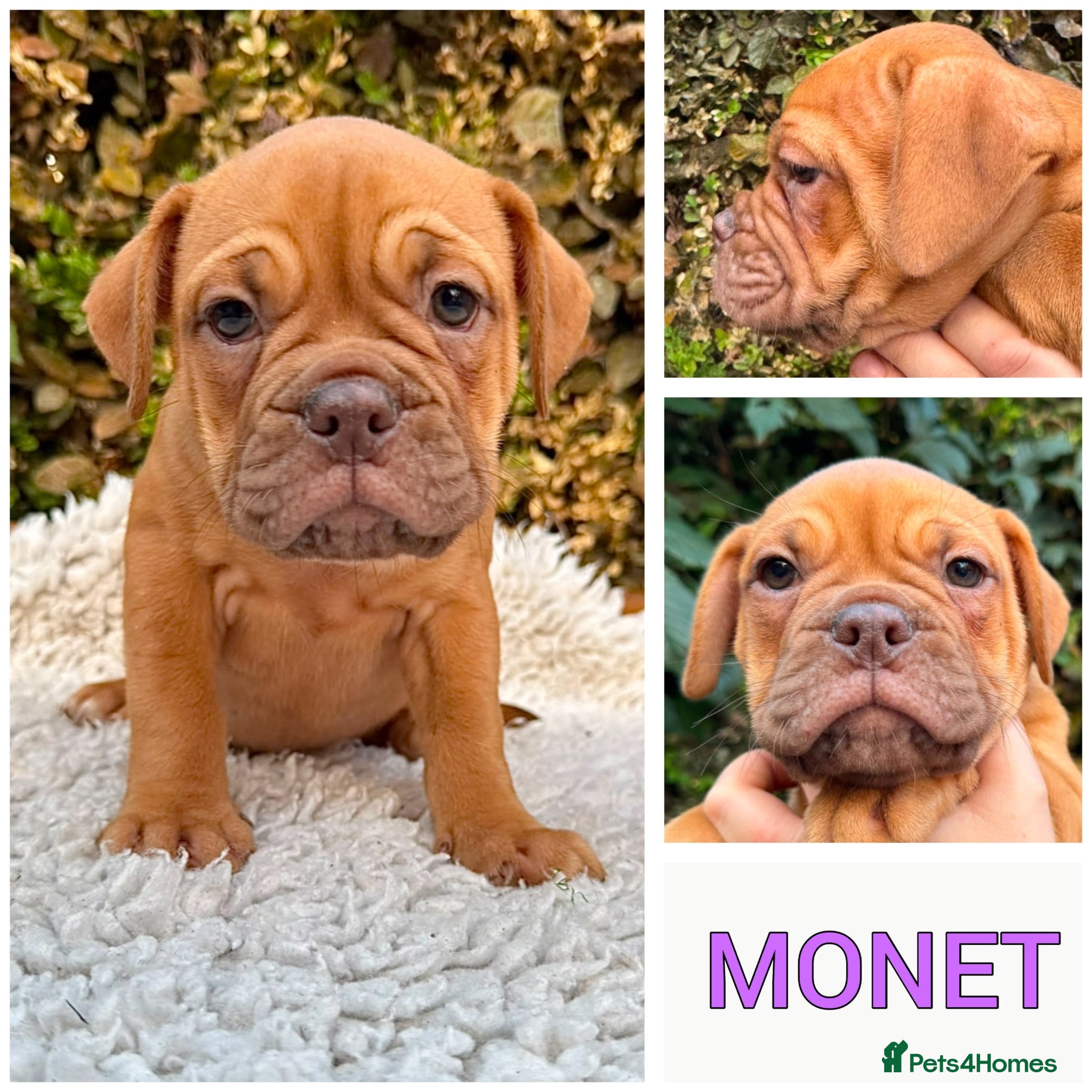 Olde English Bulldogge dogs REDUCED Champion/Health Tested OEB Puppies - Advert 2