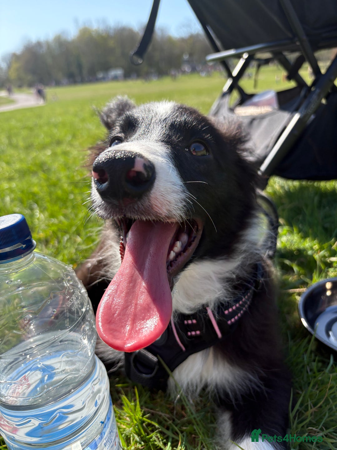 Border Collie dogs for sale: Meet Enzo - Image 10