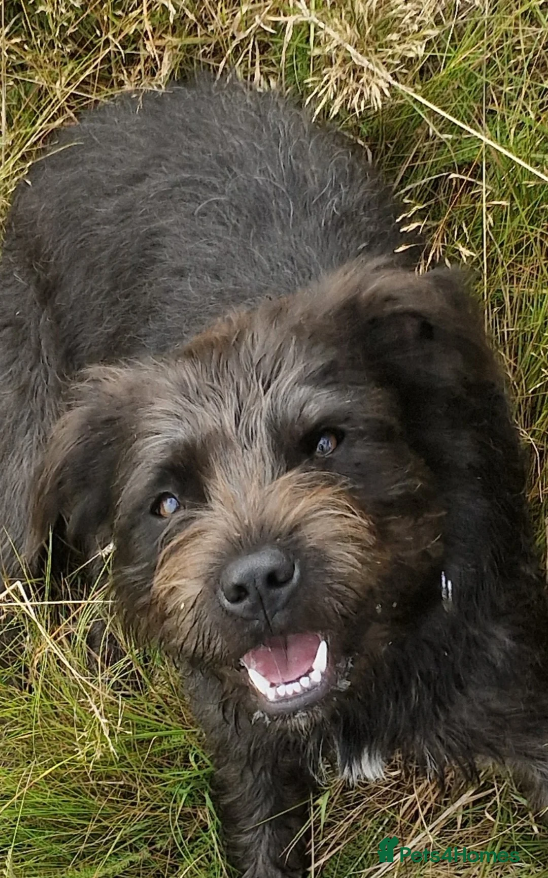 Mixed Breed dogs for sale: Lucky -16 months Mixed breed male dog 20kgs - Advert 3