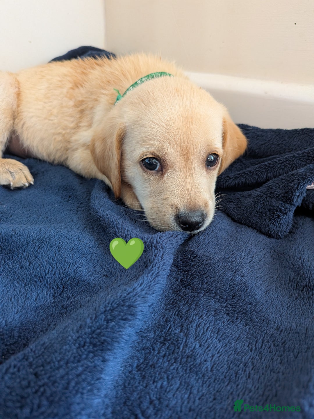 Labrador Retriever dogs for sale: Black/red Labrador pups - Image 1