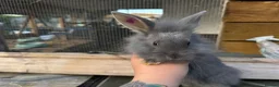 Mixed Breed rabbits for sale: Mini Rex x Lion Lop Babies - TWO LEFT - Advert 1