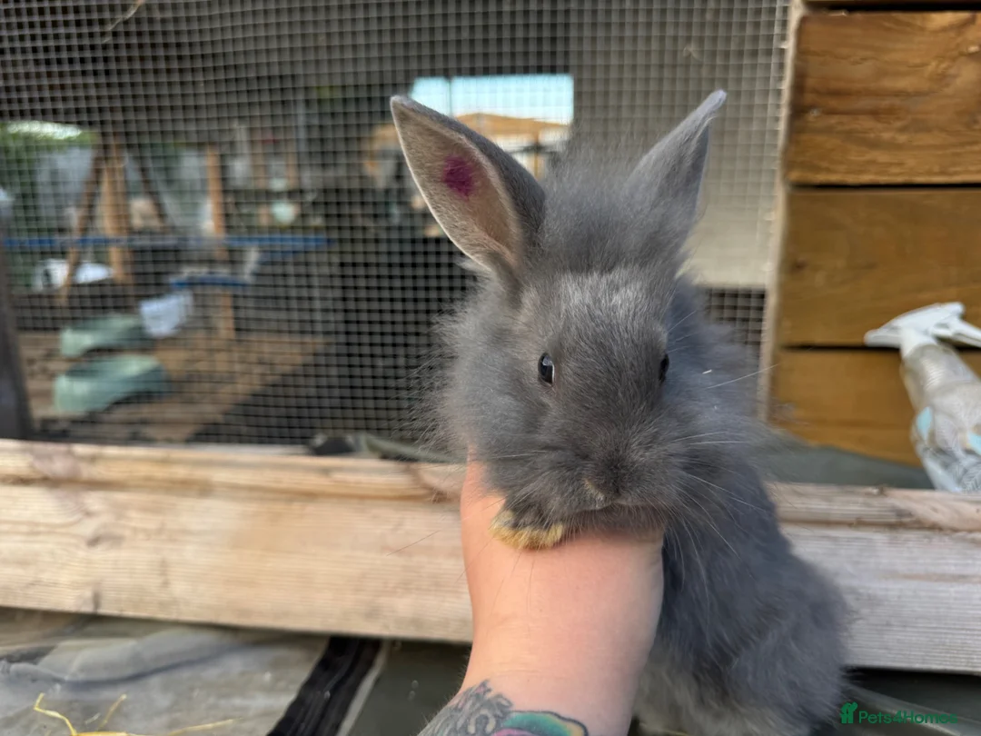 Mixed Breed rabbits for sale: Mini Rex x Lion Lop Babies - TWO LEFT - Advert 1