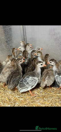 Guinea Fowl poultry - Advert 9