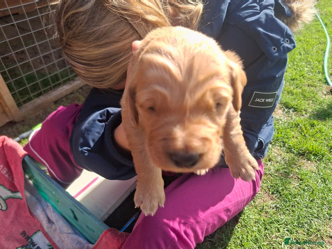 Golden Retriever dogs for sale: Working golden retriever puppies  - Image 19