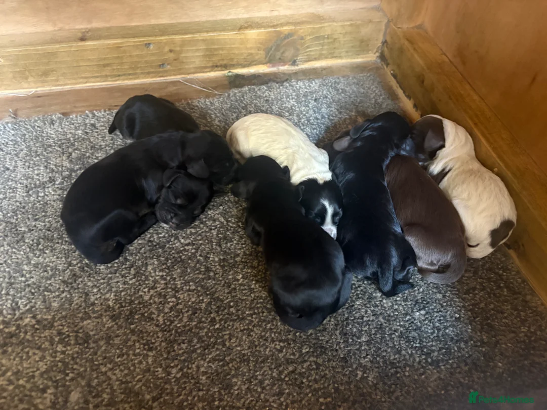 Cocker Spaniel dogs for sale: Lovely litter of cocker spaniels  in Abertillery - Advert 3