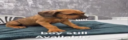 Mixed Breed dogs for sale: Dogue de bordeaux / Doberman  - Advert 5