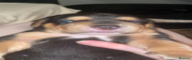 Patch