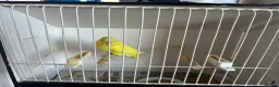 Budgerigars birds for sale: Budgerigars in Whitchurch - Advert 3