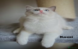 Ragdoll cats for sale: Big, cuddling cat therapist - Image 16