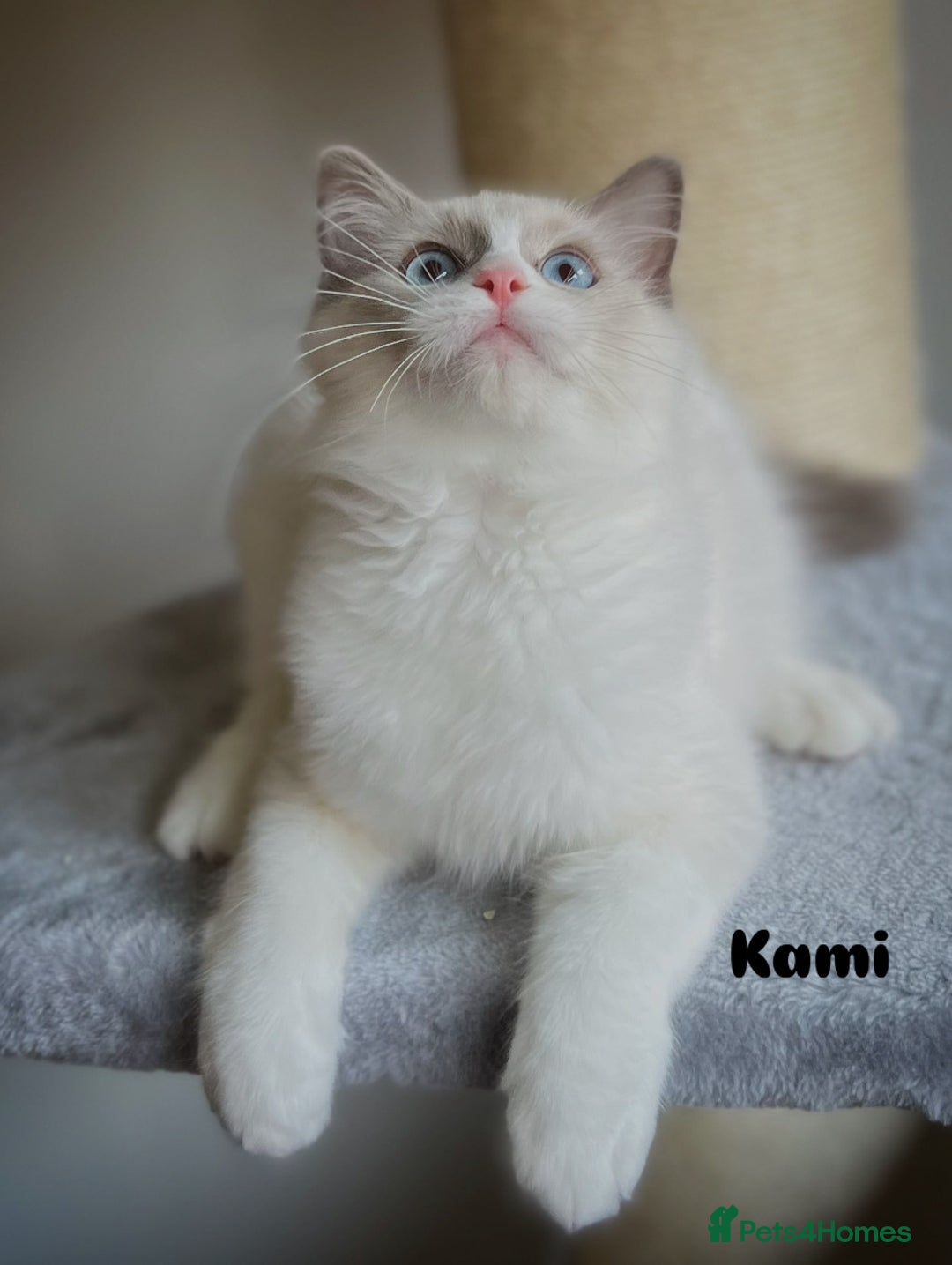Ragdoll cats for sale: Big, cuddling cat therapist - Image 16
