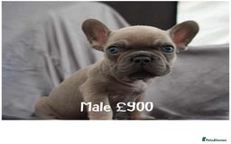 French Bulldog dogs for sale: French Bulldog - Image 5
