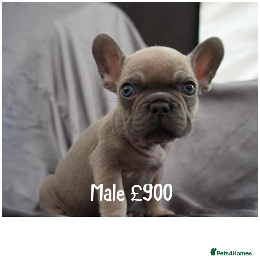 French Bulldog dogs for sale: French Bulldog - Image 5