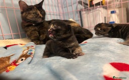 Mixed Breed cats for sale: 5 Gorgeous kittens for reserve - Image 20