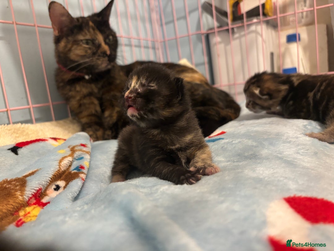 Mixed Breed cats for sale: 5 Gorgeous kittens for reserve - Image 20