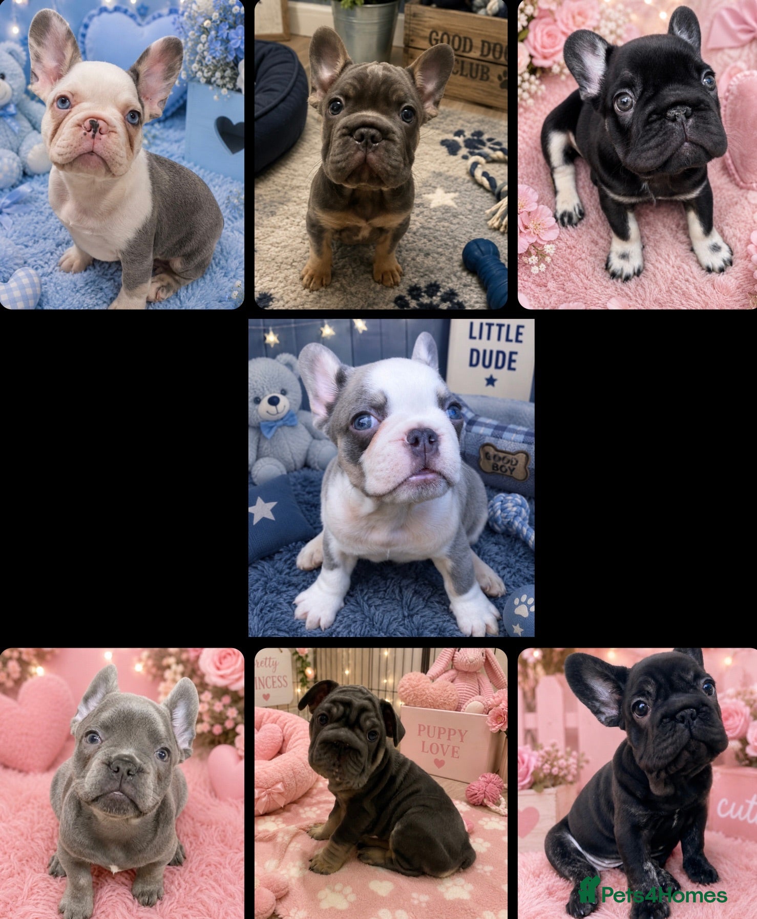 French Bulldog dogs KC registered French Bulldog puppies - Advert 1
