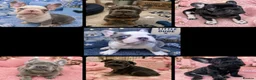 French Bulldog dogs for sale: KC registered French Bulldog puppies - Advert 1