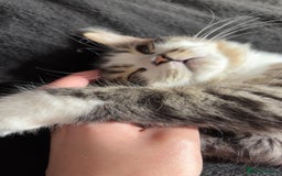 Mixed Breed cats for sale: Loving Home Needed for a Sweet 6-Month-Old Kitten  - Image 6