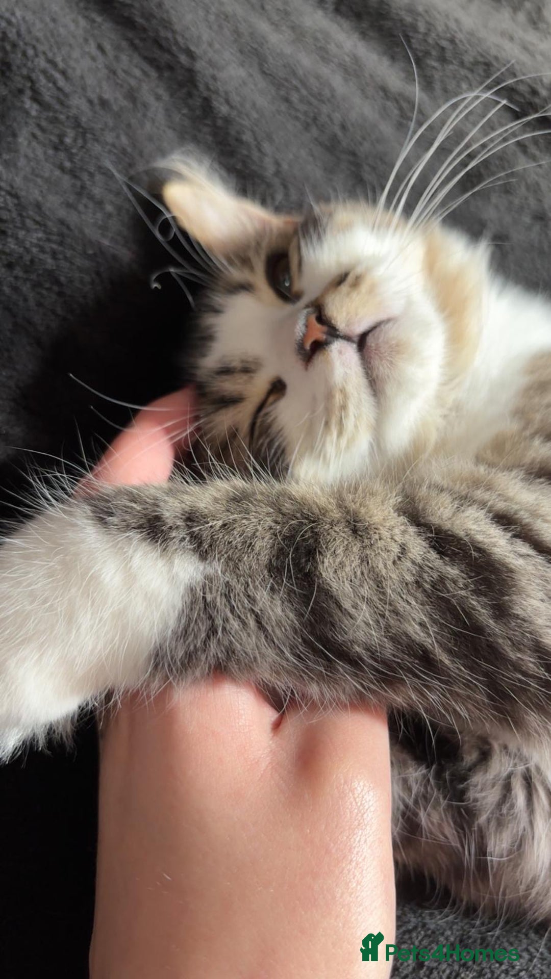 Mixed Breed cats for sale: Loving Home Needed for a Sweet 6-Month-Old Kitten  - Image 6