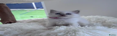 Ragdoll 5