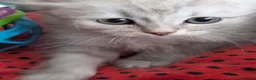 Siberian cats for sale: Siberian kitten  - Advert 4