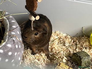 Guinea Pig rodents for sale - Advert 1