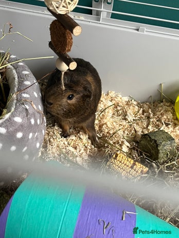 Guinea Pig rodents - Advert 7