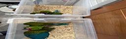 Macaws birds for sale: Selling baby handreared  military macaw  - Advert 7