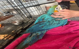 Macaws birds for sale: Hand reared blue & gold Macaw Chick - Image 28