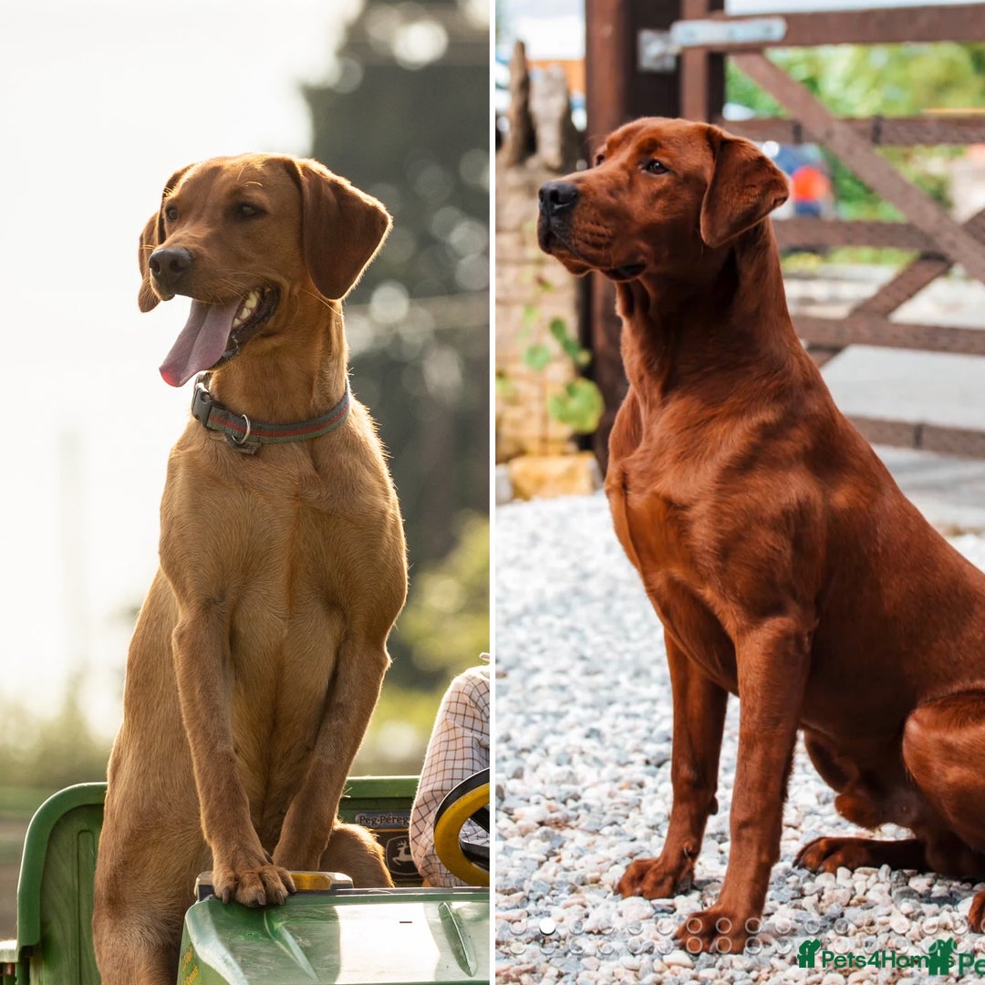 Labrador Retriever dogs for sale: Exceptional Dark Red Lab Puppy’s by Aglabs Icon  - Advert 1