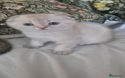 Scottish Fold cats for sale: Chunky fold girl - Image 1