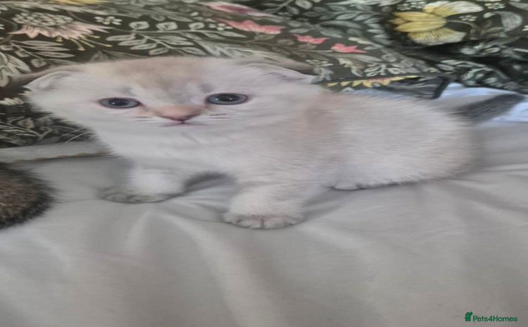 Scottish Fold cats - Advert 16