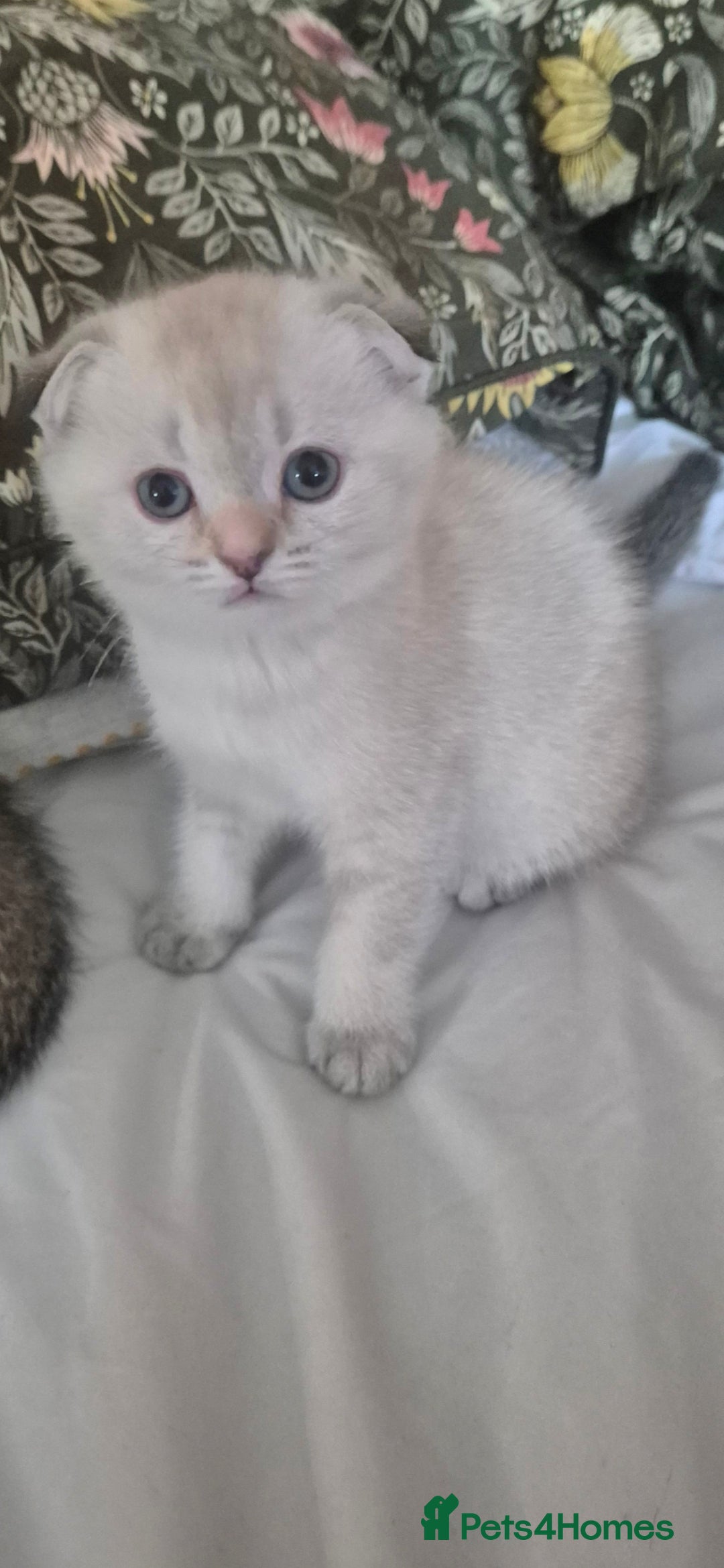 Scottish Fold cats for sale: Chunky fold girl - Image 1