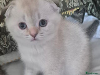 Scottish Fold cats - Advert 34