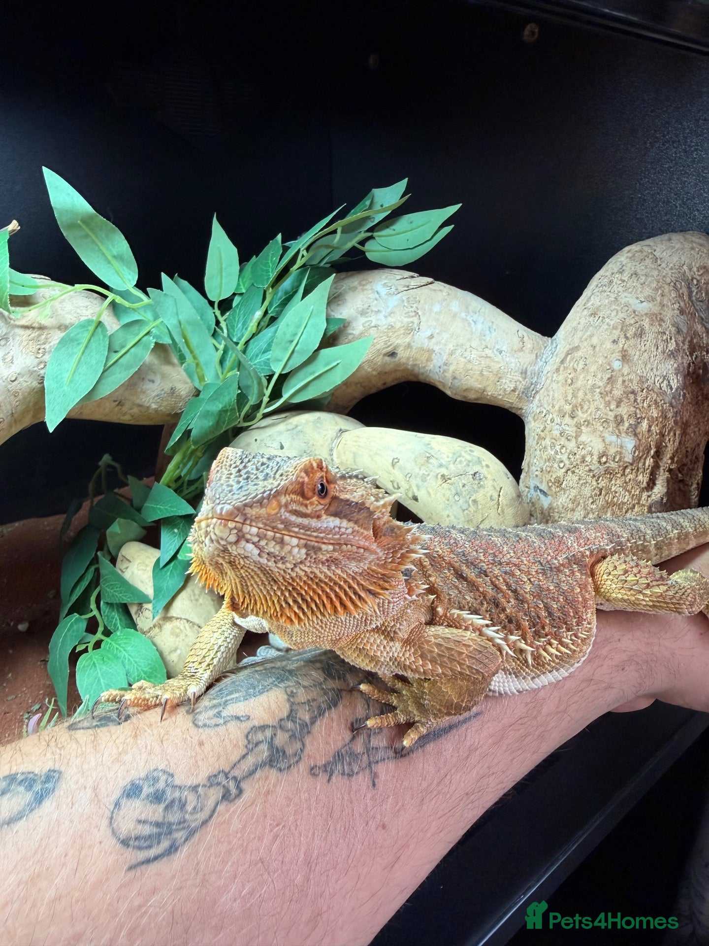 Bearded Dragon reptiles Bearded dragon - Advert 4